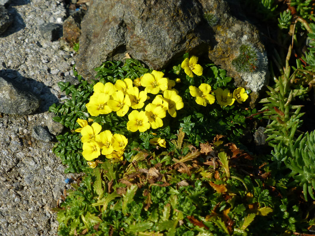 Morisia monanthos photo